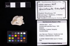 Foto (Objekt + Etiketten) von Goniodromites bidentatus (Reuss, 1859) 